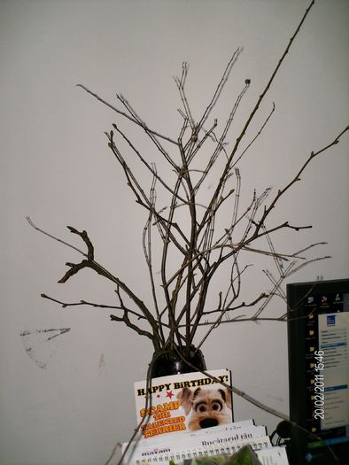 un buchet de crengute...:))