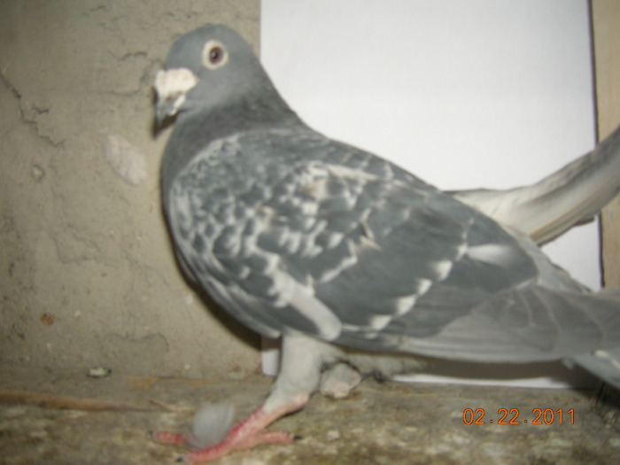 092932-99-RO; Femela bricoux %-buna reproducatoare, fii din ea in primi 40 din 2000 porumbei
