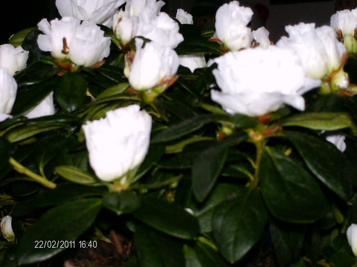 februarie= 036 - florile mele _2011