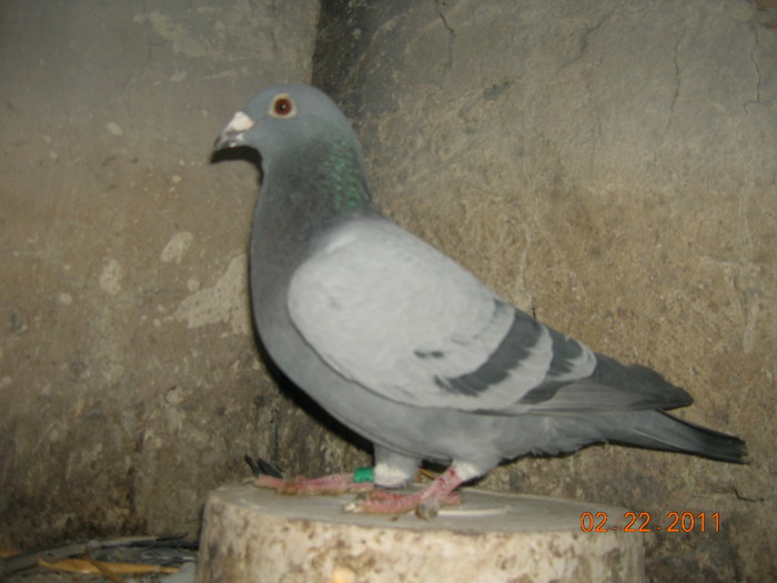 117832-ro-09; Mama-Gust cristians+Blizardsuper,campioana 3 ani si tatal Menne+Jos Thone-campion-5 ani la rând
