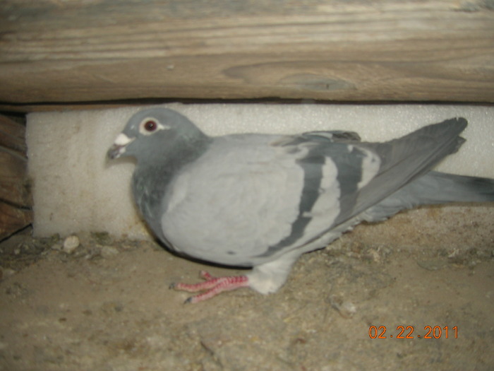 480405-Ro-06; Mama este Gust Cristians 100 % iar tatal Gust Cristians  super zburator o linie imbatabila
