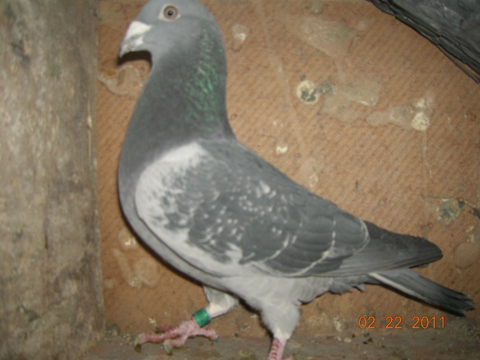 8408-Ro-09; Mama Gust C.100 %-Consangvina,42 locuri de 1, tatal-Gust Cristians nepot-42 de locuri de 1
