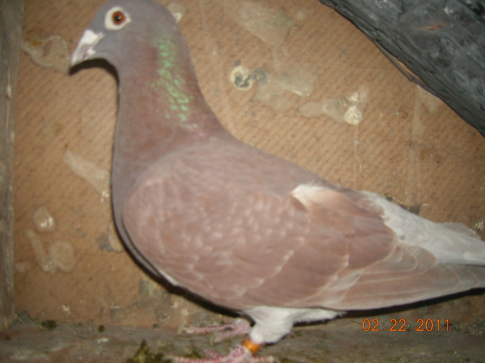 F-480586-Ro-06-Alicante-Van-roy; T-Rosu Alicante-Foarte bun fondist M-Van Van Roy
