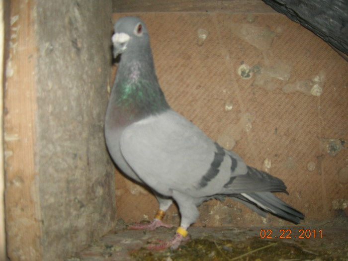 M-691083-09-Fery van loo-Gust-NasdagNasdag; T-Gust Cristians+Nasdag-Iar mama-Fery van loo+Mulemans Dv+belg mica-Parinti care au dat campioni nat
