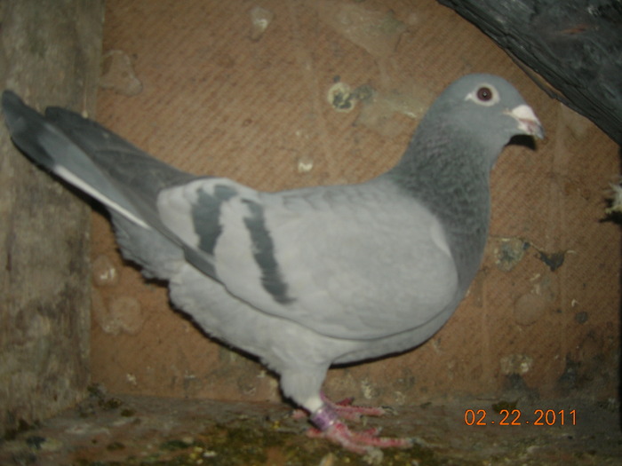 F-O59370-07-75%-Gust-25%-Mulemans; Tatal este consangvin pe 140 de Gust iar Mama Gust Cristians+Mulemans (Gustul 140 are 20 locuri de 1
