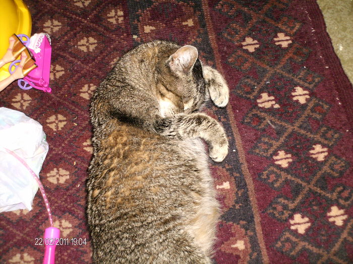 februarie= 044 - dida_2011