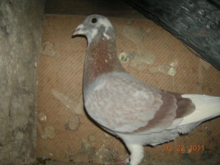 M-8461-09-Blauwe-B+Medart+FR - Reproductia tandemului Banda-Kozma