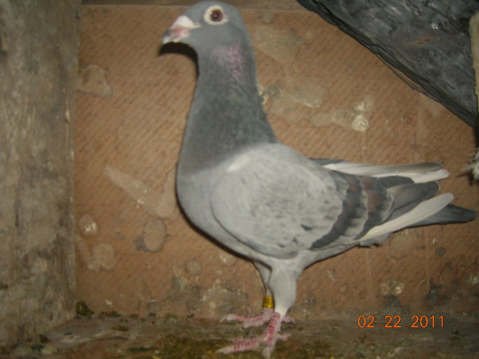 F-07-02001-sk-47-Meulemans-Robert V; Mama ei Meulemans-Karel+Benny-Ebbers iar tatal-Meulemans-Robert Venus(DE Goen-Wendy) Verbat-46
