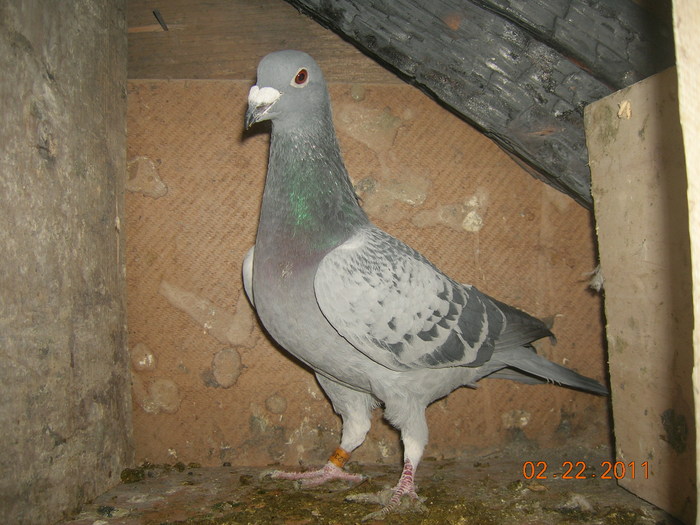 M-062365-09-Gust+Van DenWeghe+Nasdag+Gust; Tatal este o combinatie-Van D Weghe si Gust Cristians iar mama Gust Crisians+Nasdag(Maurice Cassert)
