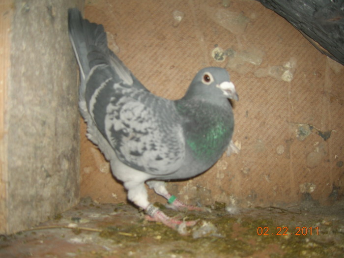 Gust Crstans (ONE RING)