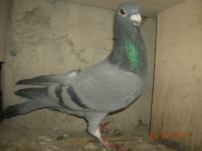 F-116316-09-Blauwe Bourges+F-Engels; Tatal ei ie Blauwe B(Gust Cristians)super zburator cu loc1 Bourges si loc 3 nat iar mama Flor Engels
