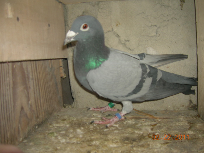 M-116405-BB-Gust C+Flor Engels; Tatal lui este Blauwe B de la Maurice Voets cu locul 1 Bourges 500Km si loc 3 nat iar mama Flor enge
