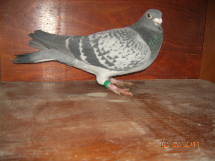 M-116008-09-Blauwe B-Medart+Rijsdijk; Mama lui e din Blauwe B(Gust)+Mark Medart iar tatal NL-03-Leo Rijsdijk-loc 1 NPO din 8383 porumbei
