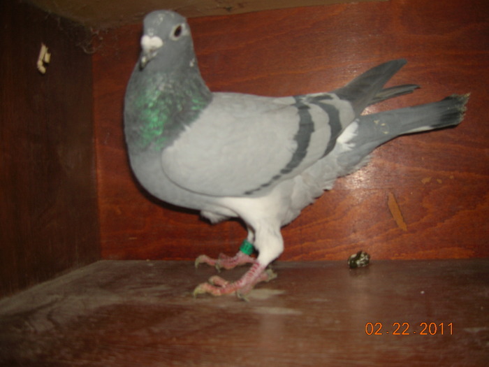 F-150516-09-Fica Camp Nat Loc 1 Si 2; T-Meulemans-Gust-140-Janssen-Locu 2 As Germania iar Mama-J-Thone+Ejercamp+Consangvin 140-Gust
