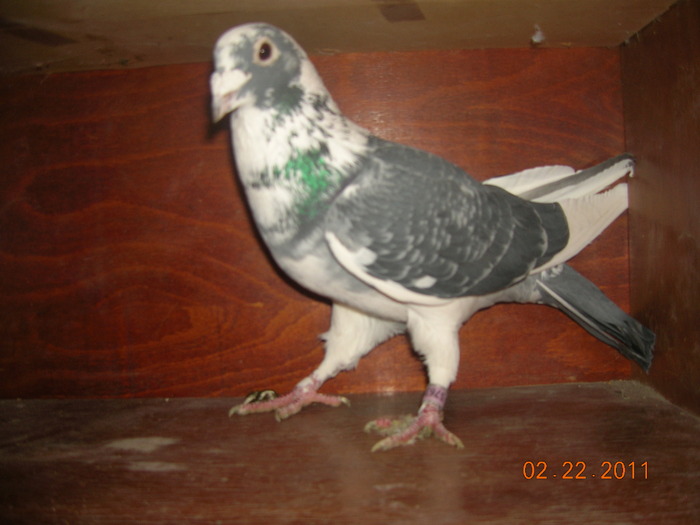 Ro-07-; Fiu Din Silvere Toye original-multi fi si nepoti sint porumbei olimpici super zburatori
