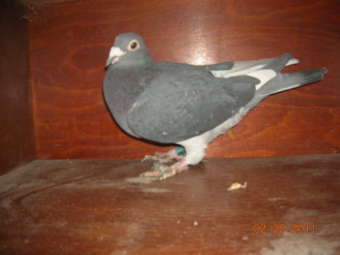 Fdrapa-van hoven mama locului 4 nat demifond; Tata-Desmeth M-Janssen Din 14 locuri 1 cu locu 4 as Dv-iar mama super zburatoare
