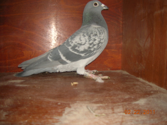 M 062059-10-Gust Cristians; T-ie nepot Golden Lady Mama locului 1 africa de sud( 1 Milion dolari)Mercks-14 locuri 1+Gust Cristia
