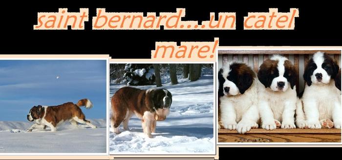 saint bernard - revista puppy nr4