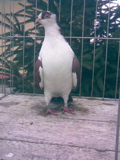 Data in Bucuresti la Dan - D- Porumbei JUCATORI DE GALATI VANDUTI Album 1