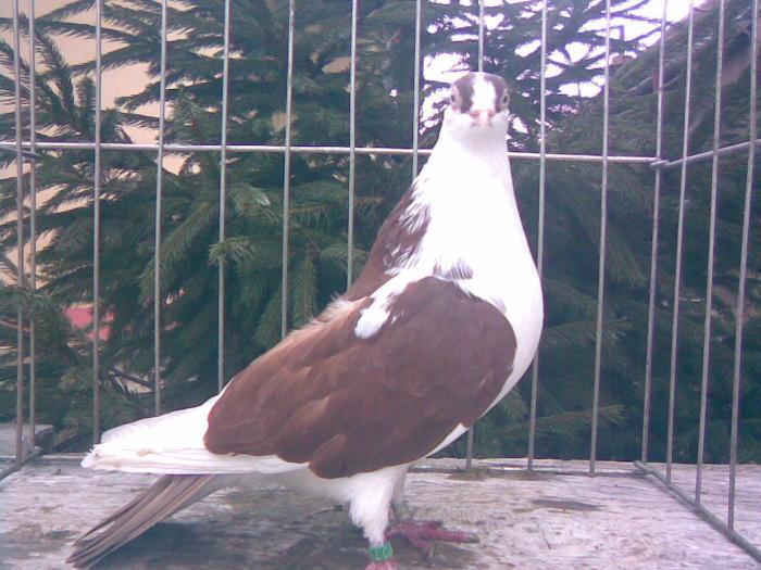 Aceeas Data in Bucuresti la Dan - D- Porumbei JUCATORI DE GALATI VANDUTI Album 1