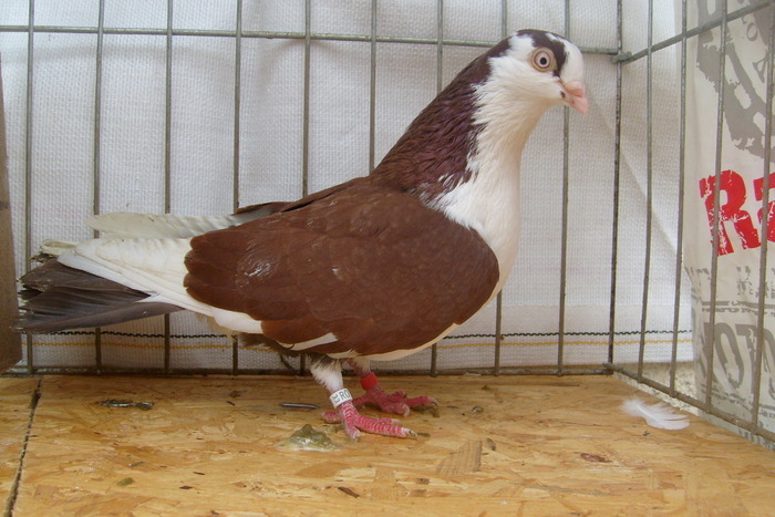 Dat in Bucuresti la Dan - D- Porumbei JUCATORI DE GALATI VANDUTI Album 1