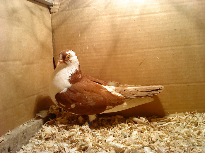 Data in Bucuresti la Dan - D- Porumbei JUCATORI DE GALATI VANDUTI Album 1