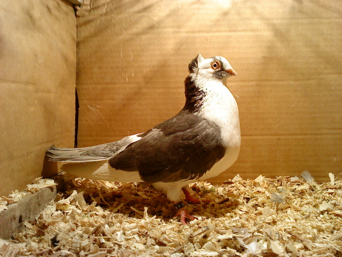 Dat in Bucuresti la Dan - D- Porumbei JUCATORI DE GALATI VANDUTI Album 1