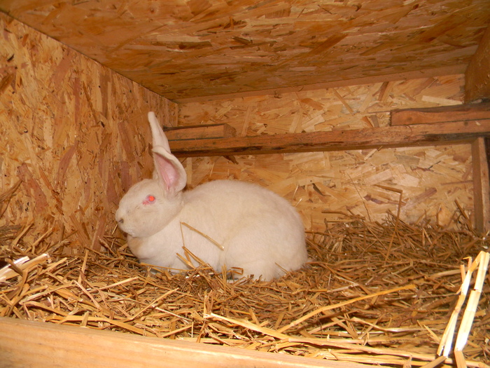 DSCN0777 - DE VANZARE IEPURI