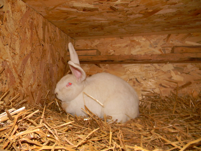 DSCN0778 - DE VANZARE IEPURI