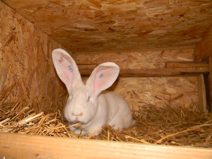 DSCN0779 - DE VANZARE IEPURI