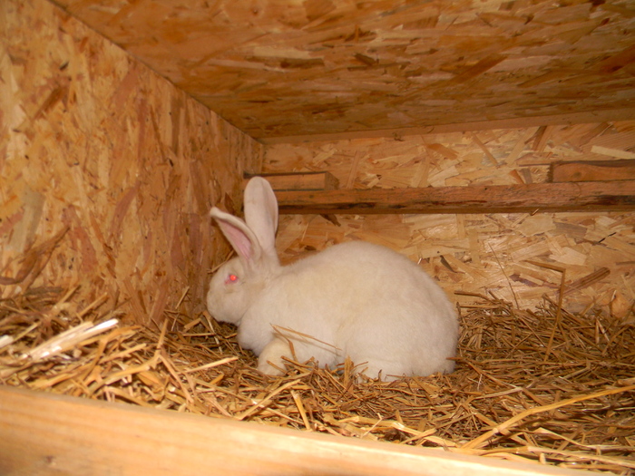 DSCN0780 - DE VANZARE IEPURI