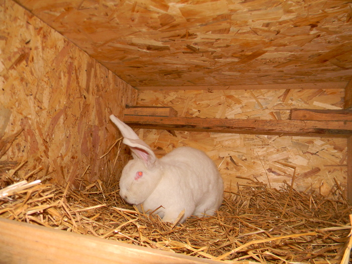 DSCN0782 - DE VANZARE IEPURI