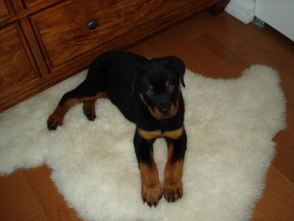 1286994530_128510488_1-femela-rottweiler-450-ron-buftea-1286994530 - pisici persane