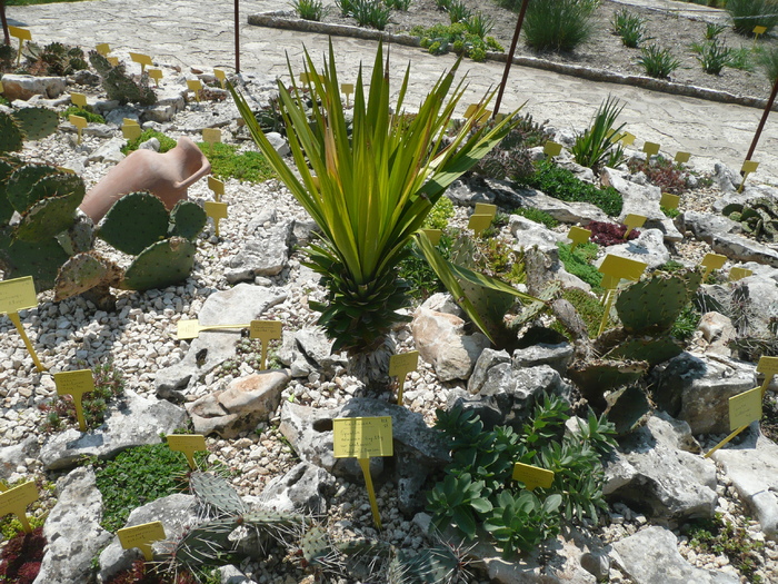Yucca gloriosa - SUCULENTE IN GRADINA UNIVERSITATII BOTANICE BALCIC BULGARIA