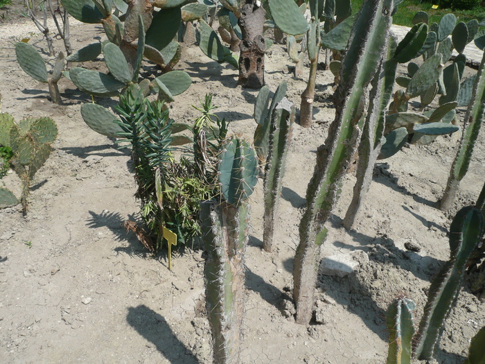 30 aprilie 2010, plante inca deshidratate - SUCULENTE IN GRADINA UNIVERSITATII BOTANICE BALCIC BULGARIA