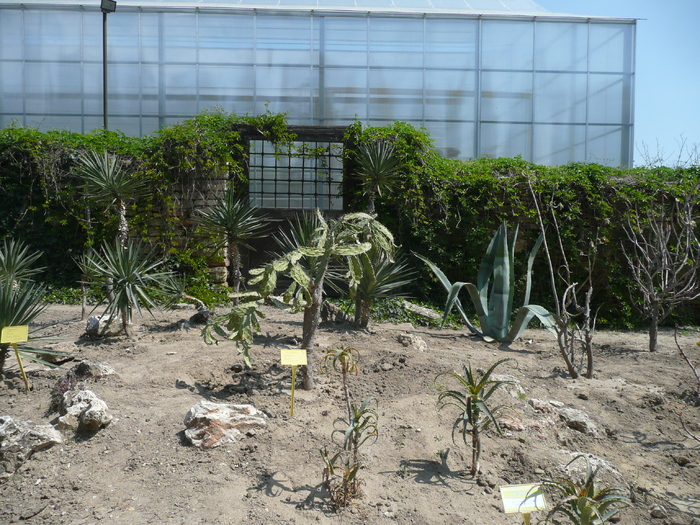 Plante deshidratate in timpul iernii - SUCULENTE IN GRADINA UNIVERSITATII BOTANICE BALCIC BULGARIA