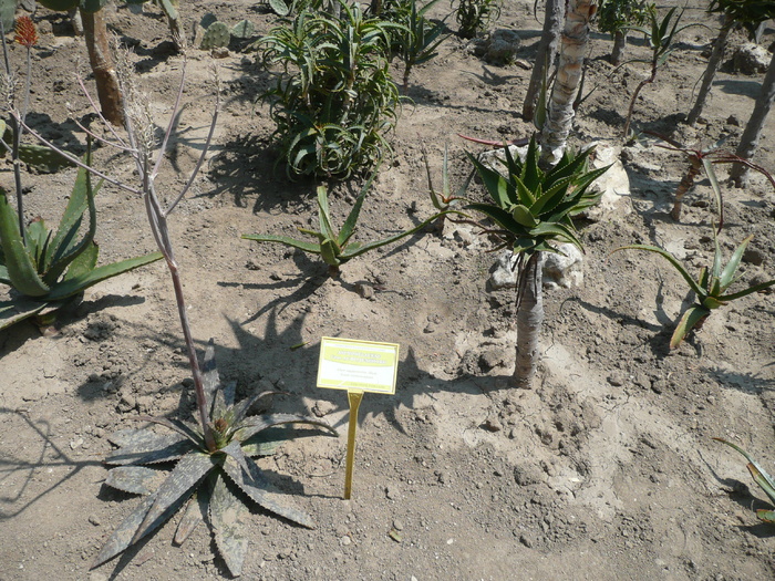 Aloe saponaria Haw. - SUCULENTE IN GRADINA UNIVERSITATII BOTANICE BALCIC BULGARIA