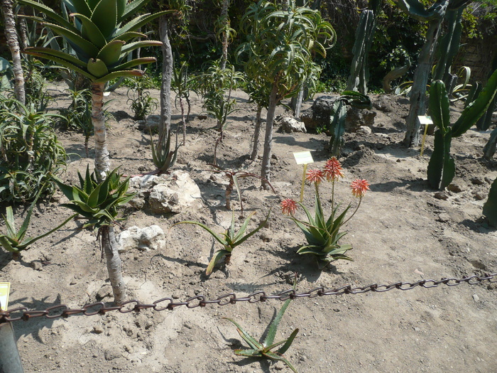 Aloe, Yucca, s.a. - SUCULENTE IN GRADINA UNIVERSITATII BOTANICE BALCIC BULGARIA