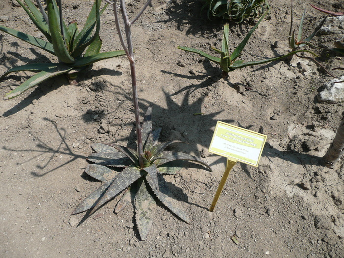 Aloe saponaria - SUCULENTE IN GRADINA UNIVERSITATII BOTANICE BALCIC BULGARIA