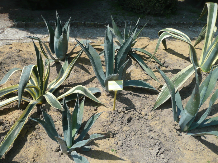 Agave