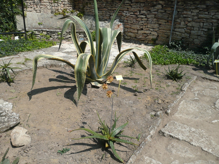 Agava americana cv. Marginata aurea Trel. - SUCULENTE IN GRADINA UNIVERSITATII BOTANICE BALCIC BULGARIA