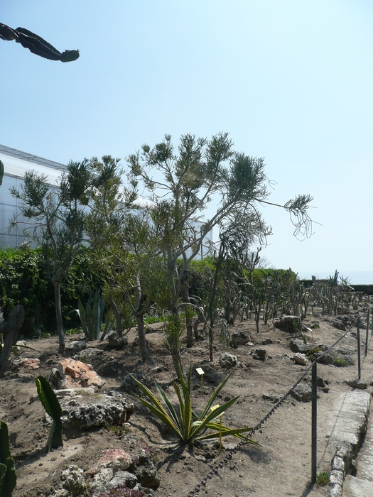 Suculente in Gradina lui Allah