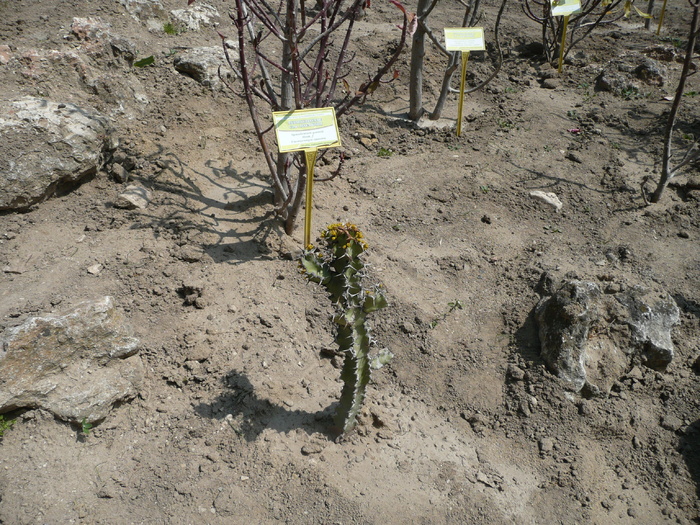 Euphorbia coerulescens - SUCULENTE IN GRADINA UNIVERSITATII BOTANICE BALCIC BULGARIA