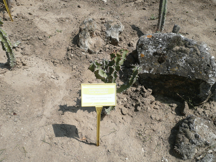 Euphorbia coerulescens - SUCULENTE IN GRADINA UNIVERSITATII BOTANICE BALCIC BULGARIA