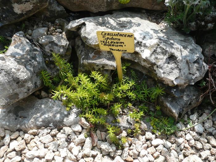 Sedum reflexum aureum