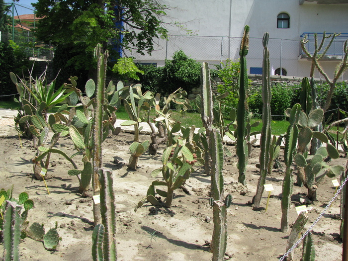 Plante in iunie 2009 - SUCULENTE IN GRADINA UNIVERSITATII BOTANICE BALCIC BULGARIA
