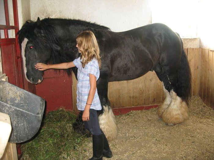 armasar_gipsy_cob_poza_2