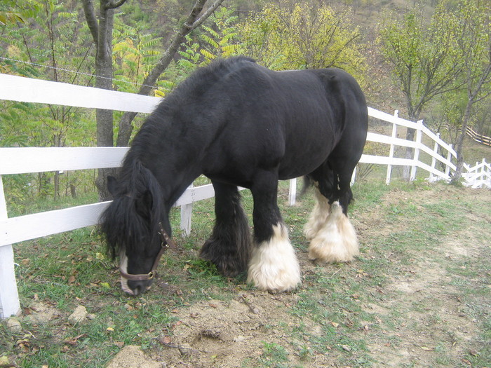 armasar_gipsy_cob_poza_3