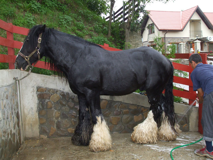 armasar_gipsy_cob_poza_4