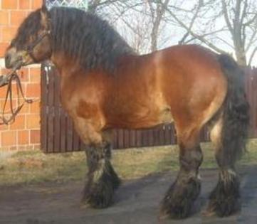 28794898_SANDWJEAP - Armasari de mai multe Rase